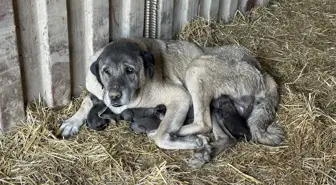 Gölyaka Belediye Başkanı: Köpek ölümleriyle ilgili açıklama