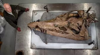 Devasa Deniz Canavarının Kafatası Jurassic Sahili'nde Bulundu