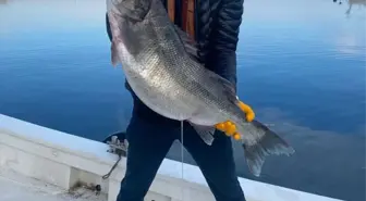 Kastamonulu balıkçının ağına 11 kilogramlık levrek takıldı
