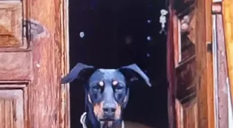 84 yaşındaki adam 200 gündür kayıp, köpeği hala sahibini bekliyor