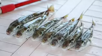 İskenderun'da Balon Balığı Zehirlenmesi: 7 Kişilik Aileden 1 Kişi Entübe Edildi