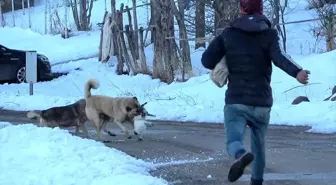 Köpeklerin saldırdığı kedi çoban tarafından kurtarıldı