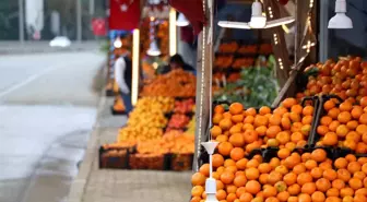 Derepazarı Mandalinası Hasadı Yapıldı, Ancak Satışlar Düştü