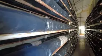 Ispartalı genç girişimci, tek başına çalışarak yıllık 20 ton istiridye mantarı üretiyor
