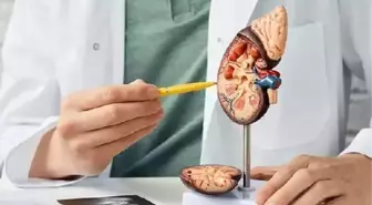 Böbrek Taşı Oluşumunda Cinsiyet, Genetik Faktörler ve Diyet Etkili