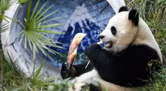 Çin Dev Pandaları Chongqing'deki Hayvan Tema Parkı'na Nakledildi