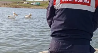 Edirne İpsala'da jandarma ekipleri pelikanları besledi