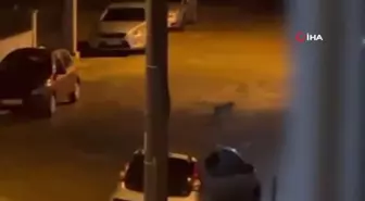 Nesli tükenmekte olan vaşak Bolu sokaklarında böyle görüntülendi