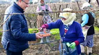 Alaşehir Belediye Başkanı Ahmet Öküzcüoğlu, tarım arazileri ve bağlarda çalışan işçileri ziyaret etti