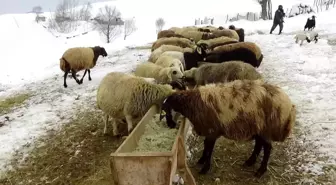 Erzincan'da Karlı Köylerde Besiciler Hayvanlarını Kar Üzerinde Besliyor