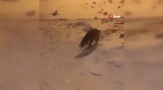 Kapısına kadar gelen Tilki'yi elleriyle besledi