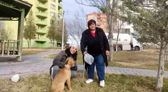 Niğdeli hayvanseverler kayıp köpekleri arıyor