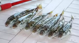 Balon Balığı Zehirlenmesi: Tehlikeli ve Ölümcül Bir Durum