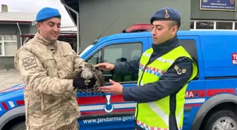 Kahramanmaraş'ta Yaralı Atmaca Jandarma Tarafından Koruma Altına Alındı
