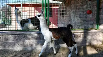 Ankara'da Evcil Hayvanlar Parklarında Yavru Lama ve Kanguru Heyecanı