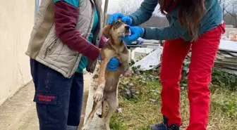 Demirköy ilçesinde yaralı halde bulunan sahipsiz köpek tedavi altına alındı