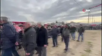 Turgutlu'daki deve güreşlerinde renkli görüntüler