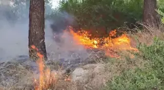 Adana'da çıkan orman yangını kontrol altına alındı