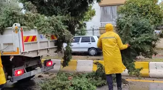 Aydın Büyükşehir Belediyesi Tehlikeli Ağaca Müdahale Etti