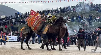 Çanakkale'de Geleneksel Folklorik Deve Güreşi Festivali Düzenlendi