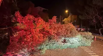 Çanakkale'de Fırtına ve Sağanak Yağış Sonucu Ağaç Yola Devrildi