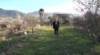 Mersin'de havalar ısındı, badem ağaçları çiçek açtı
