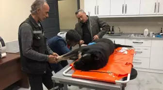 Seydişehir Belediyesi tarafından açılan Sahipsiz Hayvan Bakım ve Rehabilitasyon Merkezi'nde 187 hayvan tedavi edildi