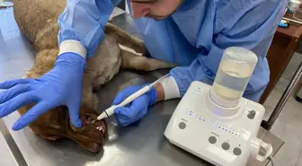 Seydişehir Belediyesi Sahipsiz Hayvan Bakım ve Rehabilitasyon Merkezi'nde 187 Hayvan Tedavi Edildi