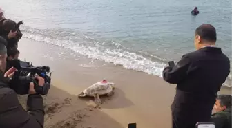 Akdeniz'in en uzun süre izlenen kaplumbağası Tuba'nın sinyali kesildi