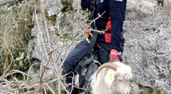 Amasya'da Kayalıklarda Mahsur Kalan Keçi Kurtarıldı