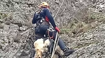 Amasya'da düştüğü kayalıklarda mahsur kalan keçi AFAD ekiplerince kurtarıldı