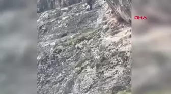 Amasya'da Mahsur Kalan Keçi AFAD Tarafından Kurtarıldı