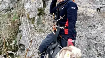 Amasya'da kayalıklarda mahsur kalan keçi kurtarıldı