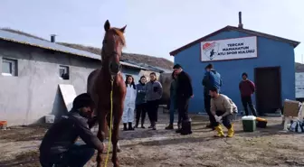 Erzincan'ın Tercan ilçesinde cirit atları sağlık taramasından geçirildi