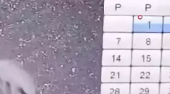 Nesli tükenme tehlikesi olan çizgili sırtlan böyle görüntülendi