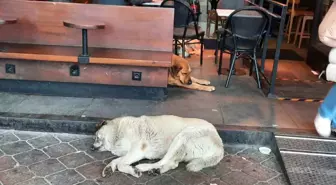 Taksim'de sokak köpeklerinin saldırdığı kedi telef oldu, vatandaşlar tepki gösterdi