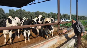 Tarsus'ta Köyde Yaşam Projesi Kapsamında 10 Üreticiye 65 Gebe İnek Verildi