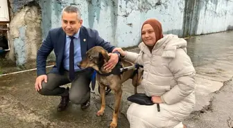 Sokak köpeğine araç çarptı, gönüllülerin bağışıyla yürüteç alındı