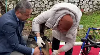 Arabanın çarptığı sokak köpeği gönüllülerin desteği ile hayata tutundu