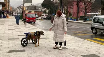 Gönüllülerin Bağışıyla Felçli Köpeğe Yürüteç Alındı