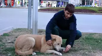 Adana'da sokakta yaşayan genç, yiyecekleri sokak hayvanlarıyla paylaşıyor