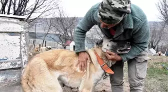 Sivas'ta Kar Yağışı Eksikliği Kangal Köpeklerini Etkiledi