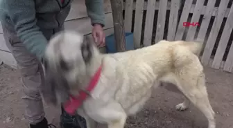 Sivas'ta Kangal köpeklerinin kışlık postlarına geçişleri gecikti