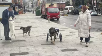 Felçli Köpek Yürüteçle Gezmeye Başladı