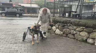 Felçli köpek yürüteçle gezinmeye başladı