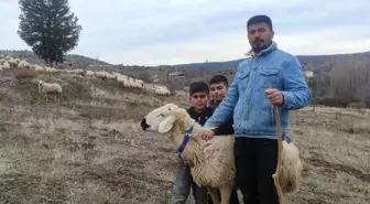 İstanbul'dan Yozgat'a dönüş: Koyun yetiştiriciliği ile geçimini sağlıyor