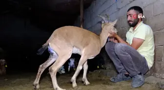 Yaralı yaban keçisine şefkat eli