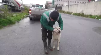 Esenyurt Belediyesi Sokak Hayvanlarına Mama Desteği Sağlıyor