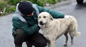 Esenyurt Belediyesi Sokak Hayvanlarına Mama Desteği Sağlıyor