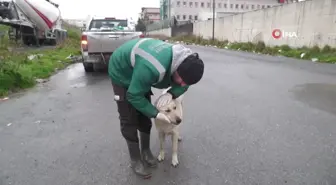 Esenyurt'ta sokak hayvanlarına mama desteği